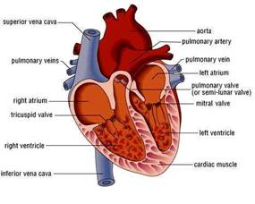 http://3.bp.blogspot.com/-DAvO-tCxg6w/UJQ_csVnDJI/AAAAAAAACGQ/qV64eKL53Lg/s1600/HumanHeartDiagram.jpg